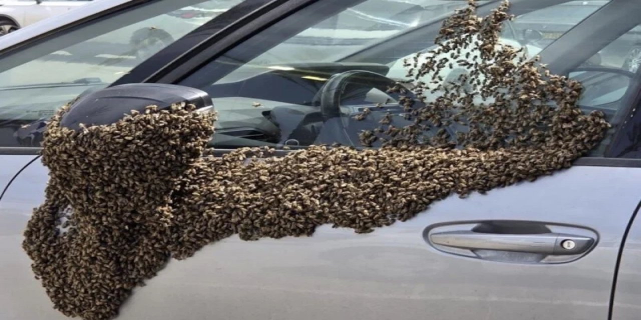 İsrail'de Arı İstilası Uçakları Durdurdu: Halka 'Evinizden Çıkmayın' Uyarısı Yapıldı