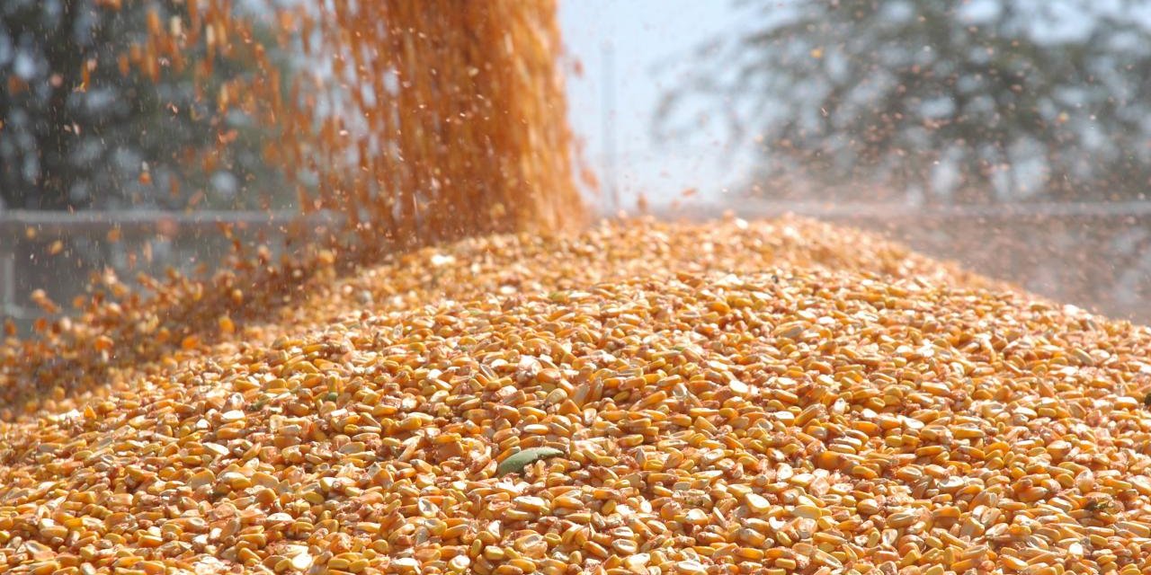 Mısır İthalatında 3 Milyon Tonluk Tarife Kontenjanı Açıldı