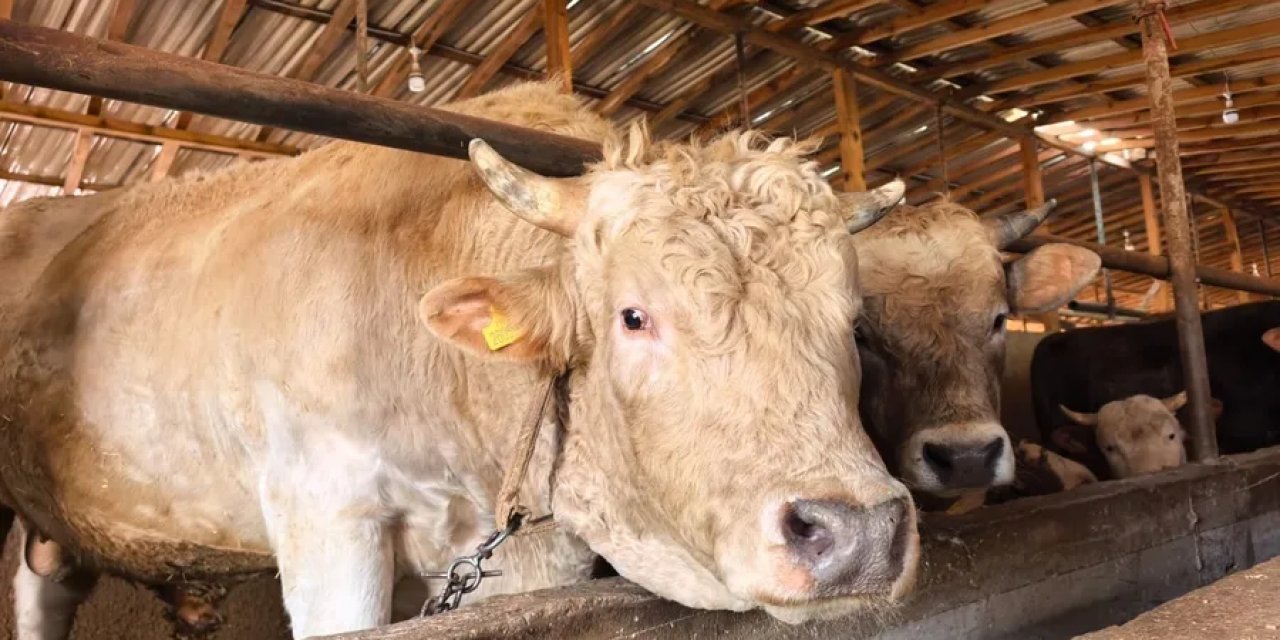 2026 Kurbanlık Fiyatları Belli Oldu! Büyükbaş ve Küçükbaş Ne Kadar?