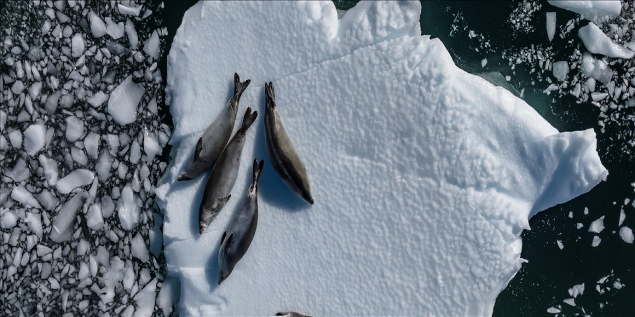 Grafikli - Küresel Isınma Antarktika Türlerini Kritik Eşiğe Taşıyor