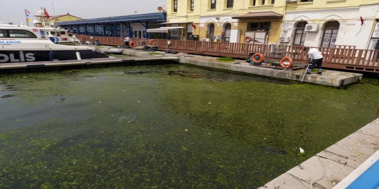 İzmir'de Yosun Sorunu Yeniden Gündemde: Körfezi'ni Deniz Marulu Kapladı