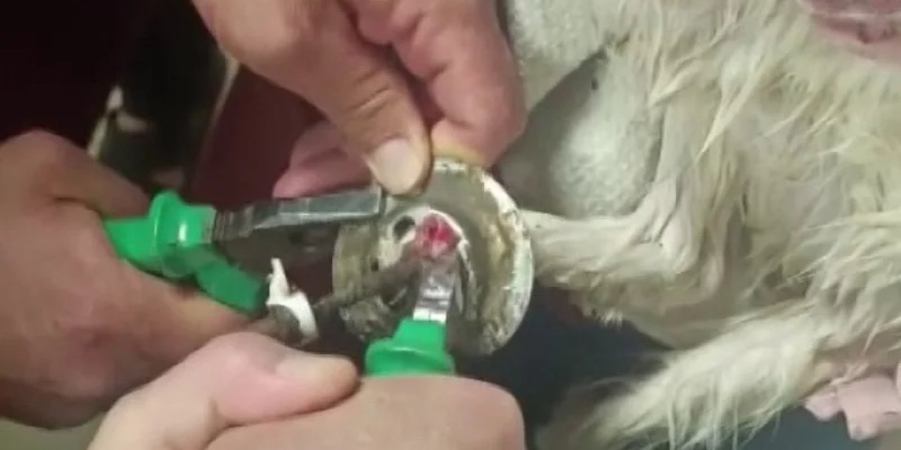 Adıyaman'da Lavabo Giderine Sıkışan Kediye Hassas Müdahale