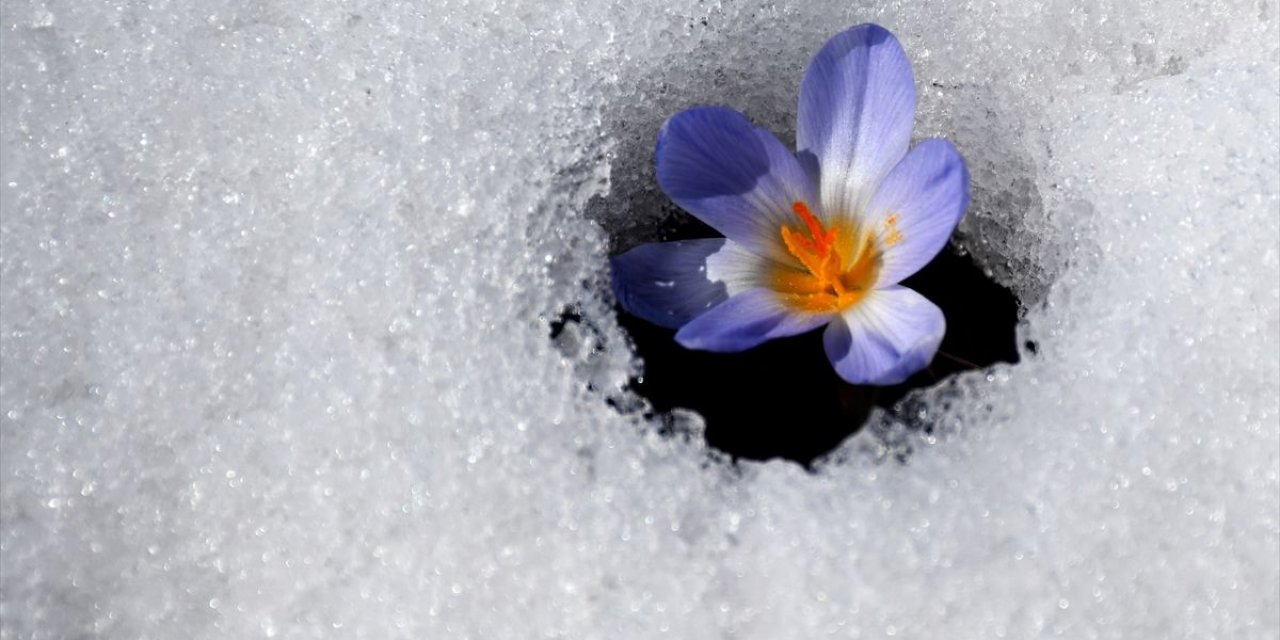 Baharın Müjdecisi Kardelenler Sarıkamış'ta Açmaya Başladı