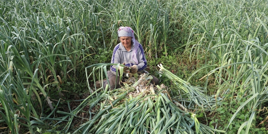 Pırasa Üreticileri Bu Yılki Verimden Memnun