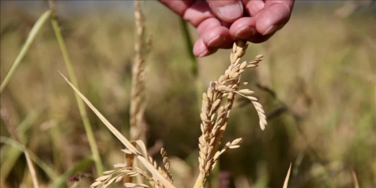 İklim Krizi Tarımı Dönüştürüyor: Çözüm Yerli Ve Ata Tohumlarda
