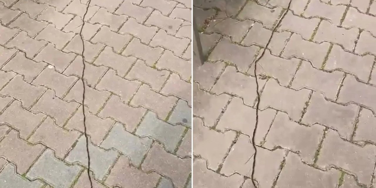 İstanbullular Diken Üstünde! Çam Kese Tırtılı Böyle Görüntülendi