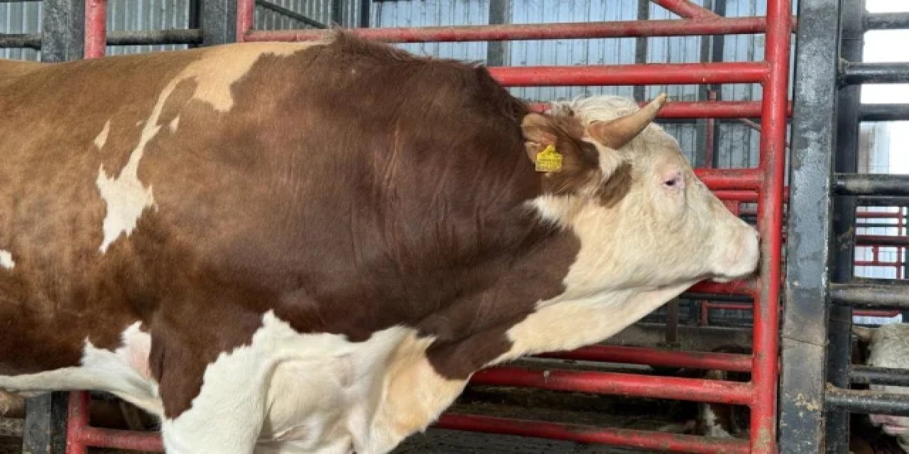 1,5 Tonluk Dev Tosun Kurban İçin Hazır! İşte İstenen Fiyat