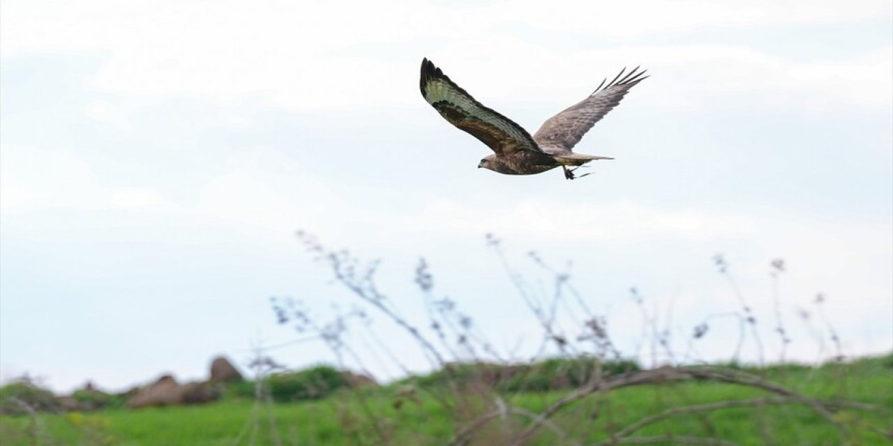 Uzmanlardan "Çiftçi Dostu Yırtıcı Kuşlara Zarar Vermeyin" Uyarısı