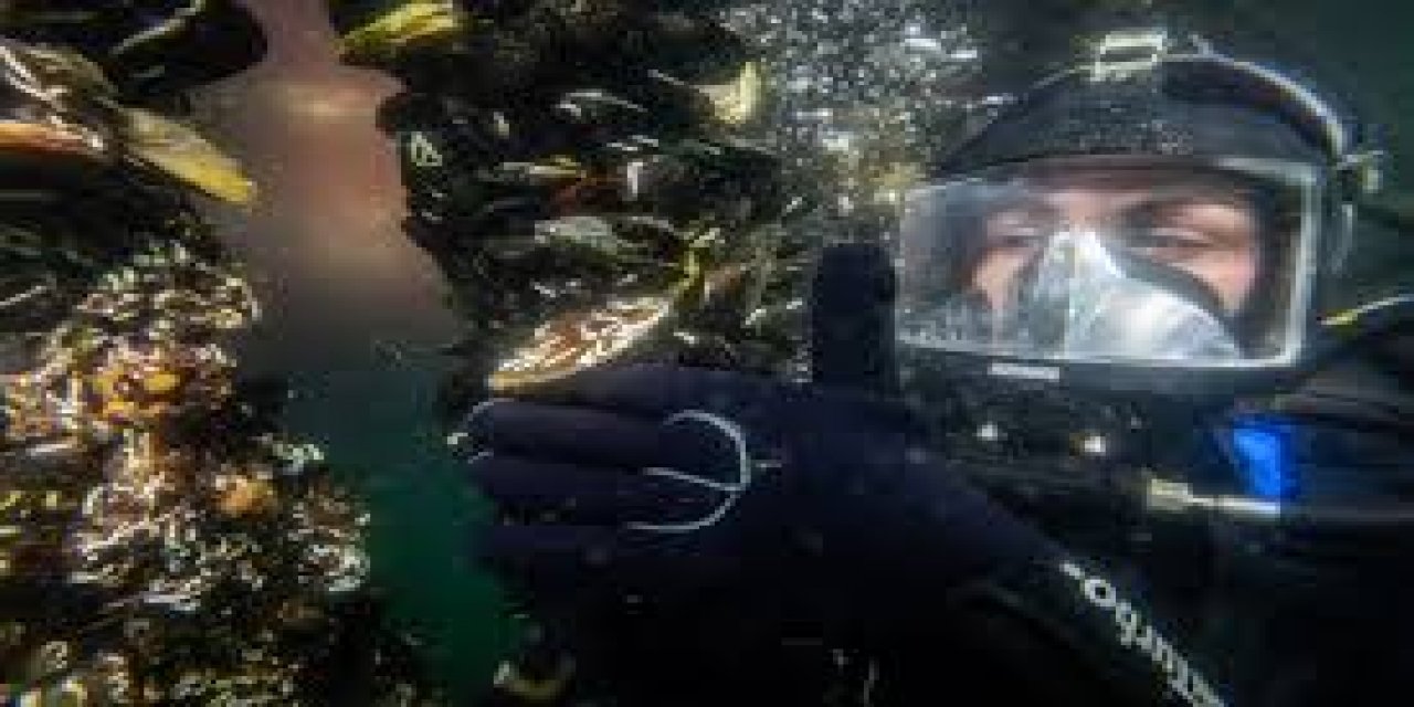 Marmara Denizi'ndeki Midye Çiftliklerinde Pinalar İçin Umut Veren Keşif