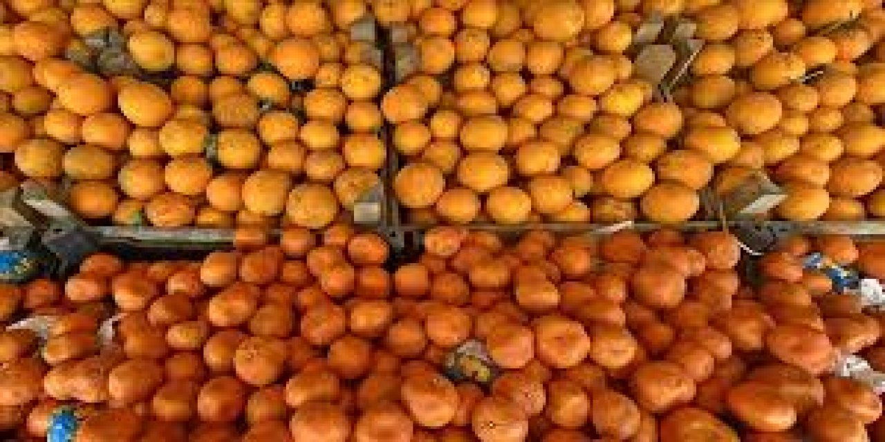 Turunçgil İhracatı Yılın İlk Çeyreğinde 697,7 Milyon Dolara Ulaştı