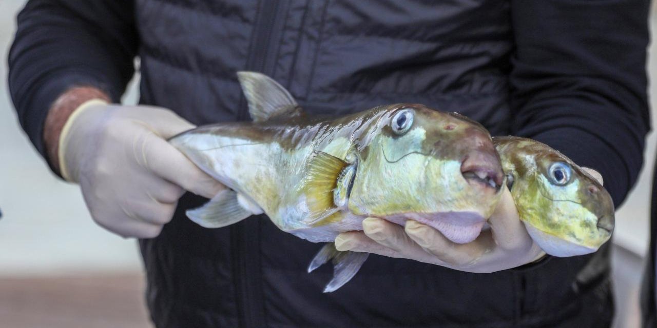 Bakanlığın Teşvikleriyle 50 Milyon Balon Balığının Ekosisteme Girişi Engellendi