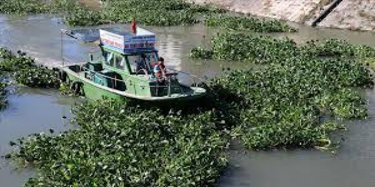 Hatay'da Su Sümbülleri İşleme Merkezi Açıldı