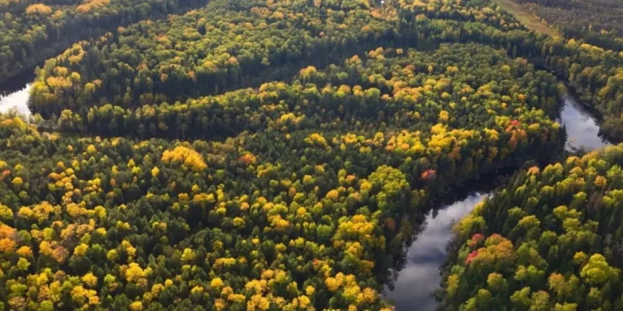 Bilim İnsanları, Kuzey Denizi'nin Altında 16 Bin Yıllık Orman Buldu