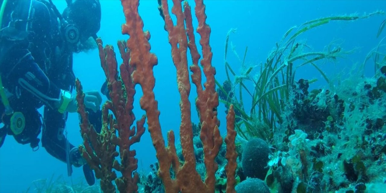 Denizlerin Dijital Envanteri Vatandaş Bilimiyle Oluşturuluyor