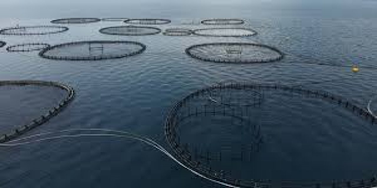 Muğla'dan Yılın İlk Çeyreğinde 198 Milyon Dolarlık Balık İhracatı Yapıldı