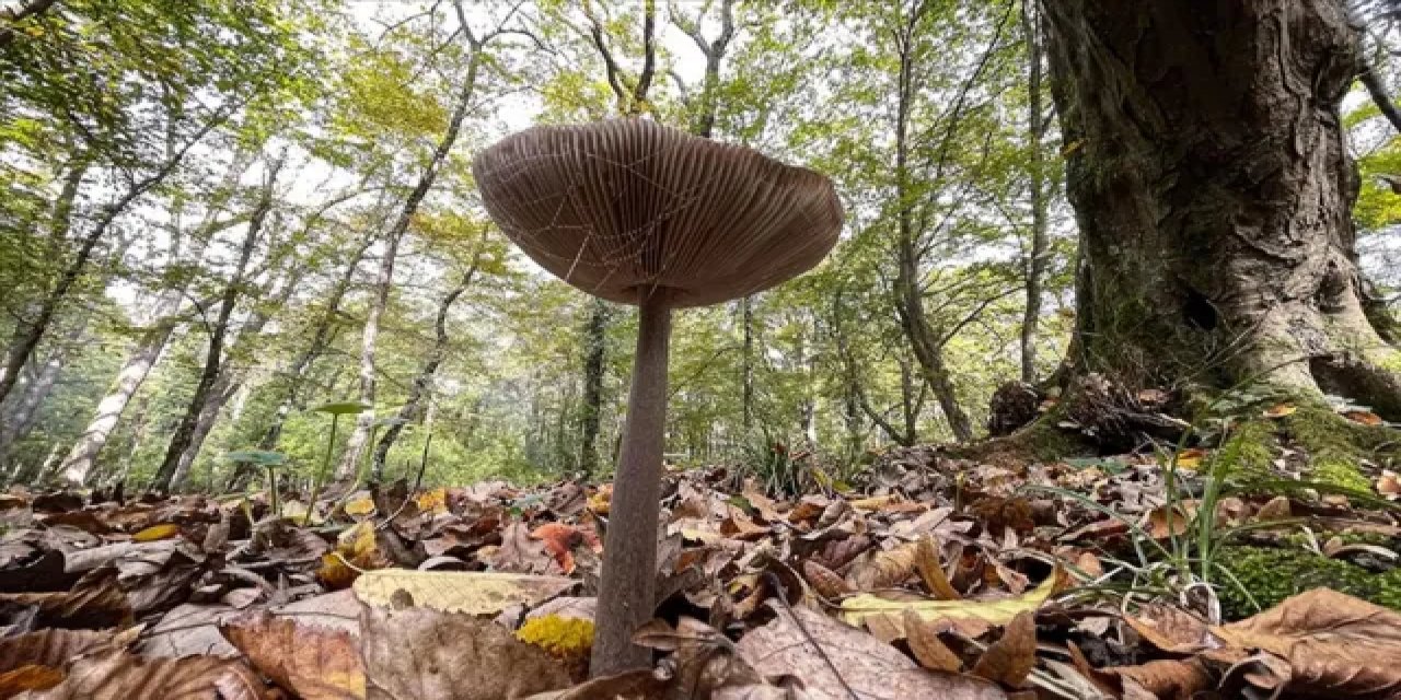 Beypazarı'nda Etkili Olan Yağışların Ardından Mantar Sezonu Başladı