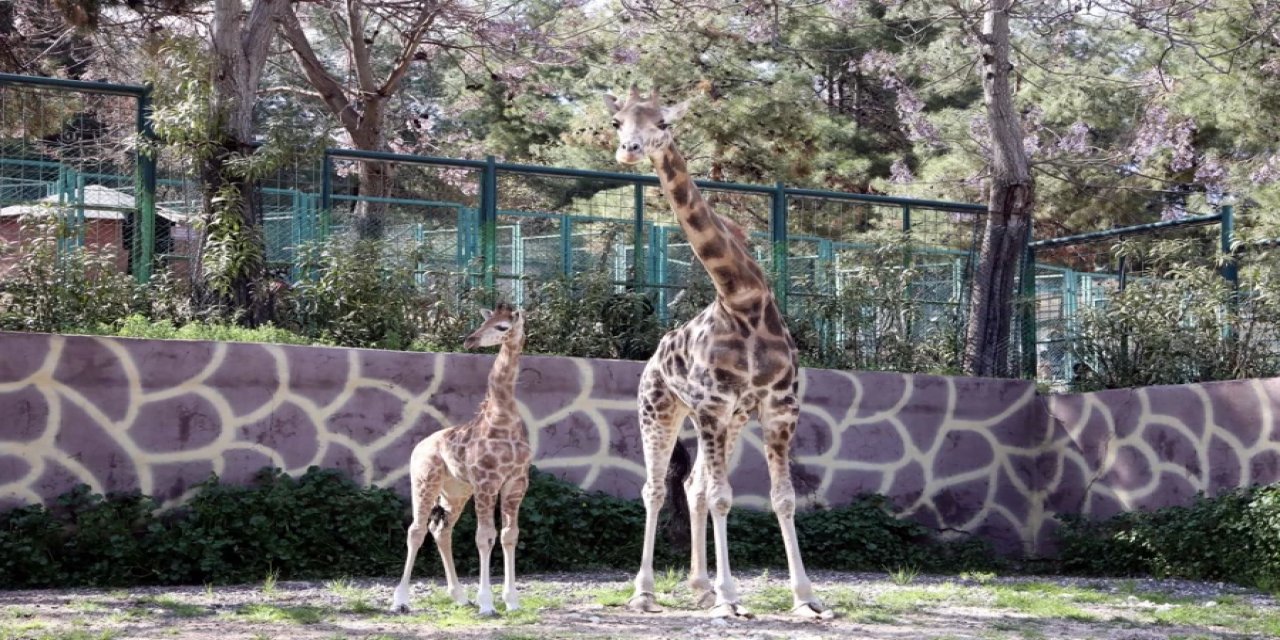 Türkiye'nin İlk Zürafası Doğdu! İsmi Halk Anketi Belirleyecek