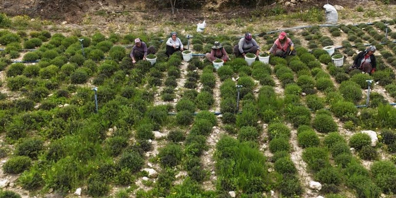 Sofraların Vazgeçilmezinde Bereketli Hasat! Kilosu 300 Liradan Satılıyor