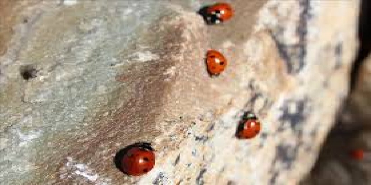 Samsun'da "Doğada Denge Üründe Kalite Projesi" Kapsamında Doğaya Uğur Böcekleri Salındı