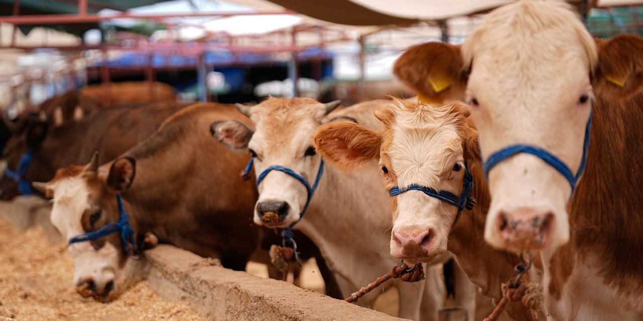Kurban Satış ve Kesim Yerlerinde Yönelik Tedbirler Artırıldı