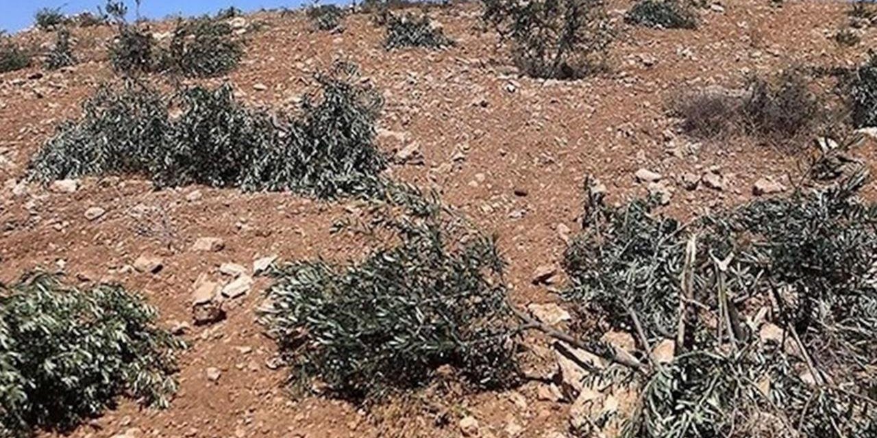 Ramallah'ta Zeytinliklere Saldırı: 200 Ağaç Söküldü