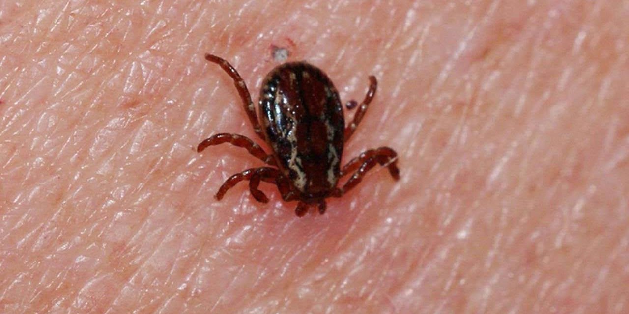 Sivas'ta Kene Can Aldı