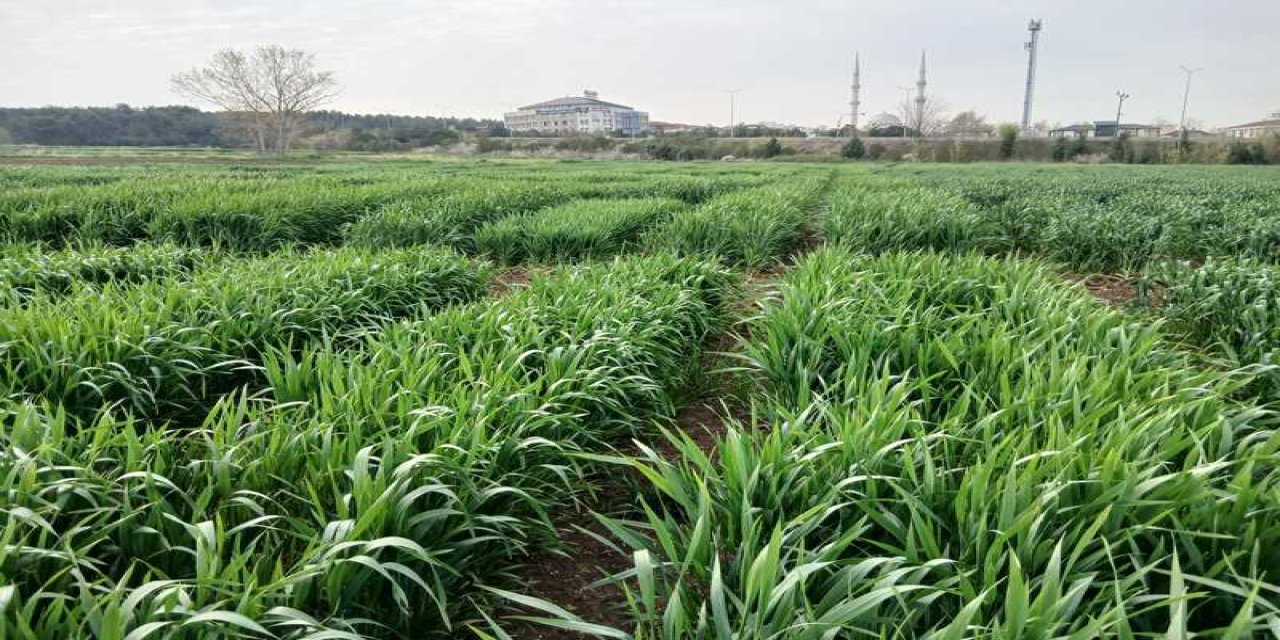 Kuraklığa Karşı Erken Ekim Çözümü Öne Çıkıyor