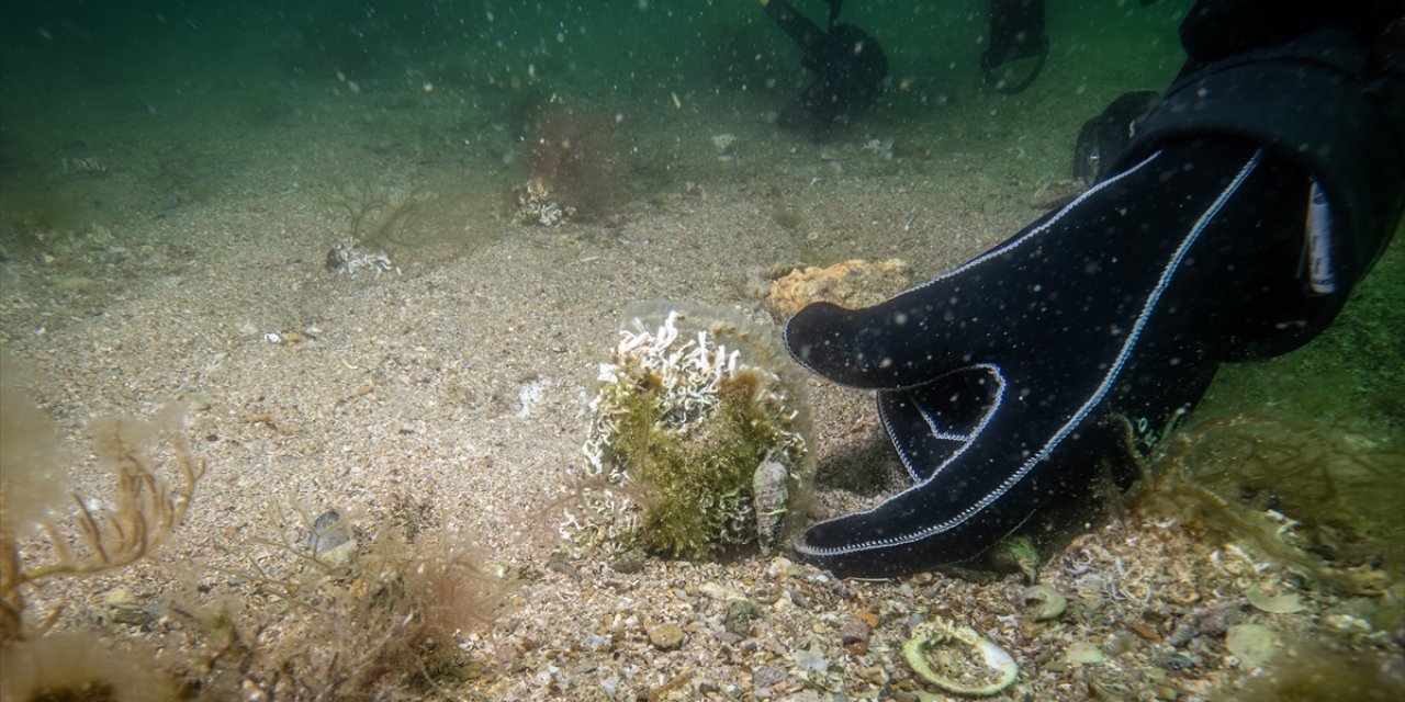 Tuzla Sahillerinde Keşfedilen Deniz Çayırı İle Pinalara Bilimsel Takip