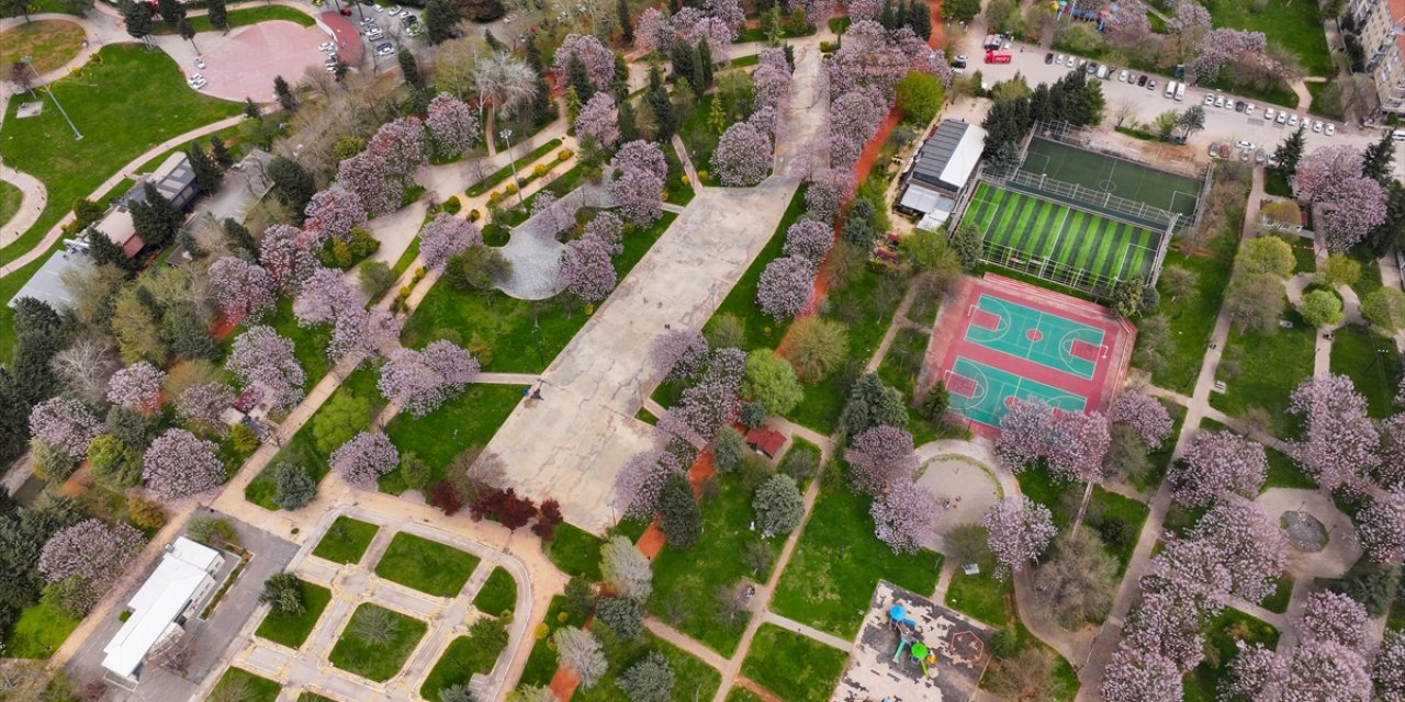 Gaziantep'te Çiçek Açan Pavlonyalar Parkları Renklendirdi