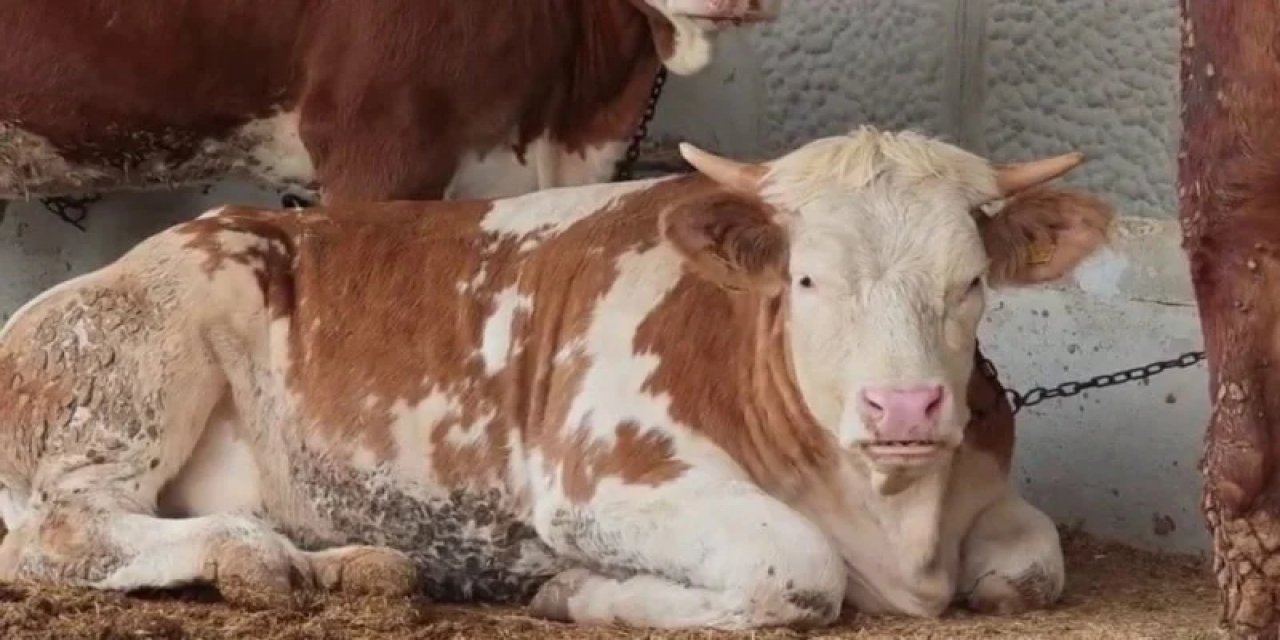 Kurban Bayramı'na Günler Kaldı: Pazarda Hareketlilik Başladı