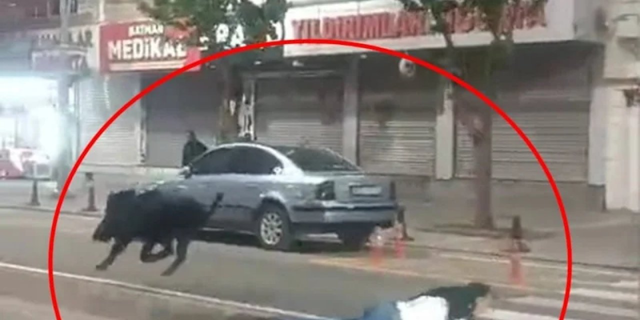 Batman'da Sokaklarda Dolaşan Domuz Dehşet Saçtı