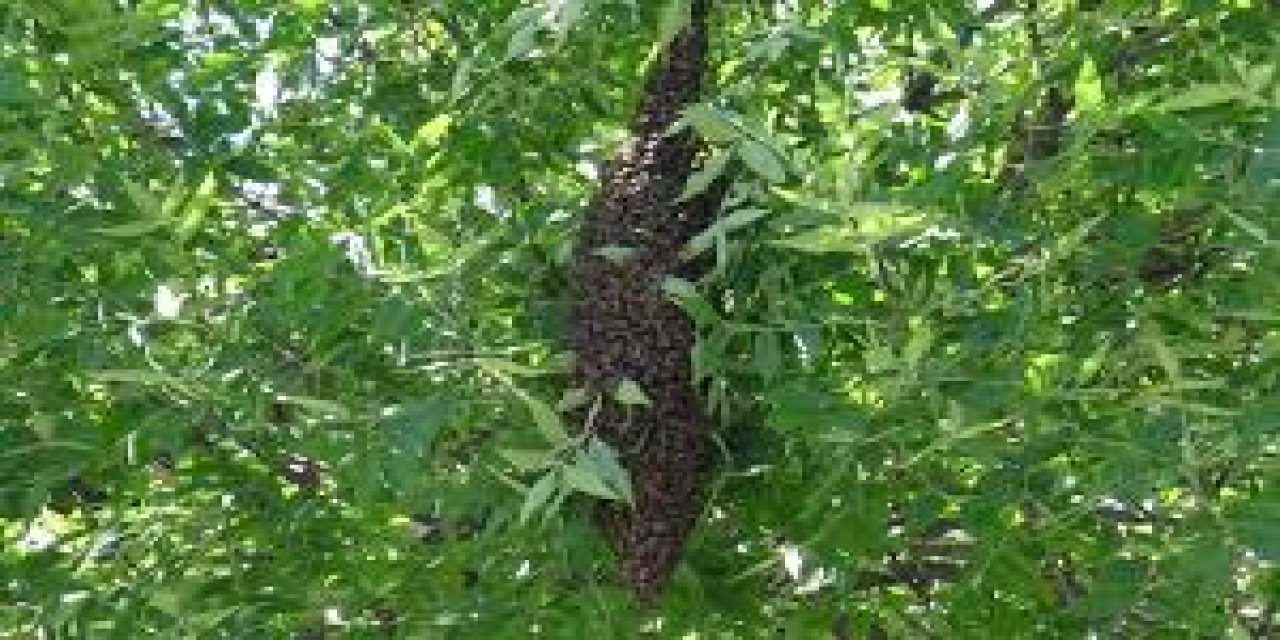 Datça’da Firar Eden Arı Kolonisi, Vatandaşları Endişelendirdi