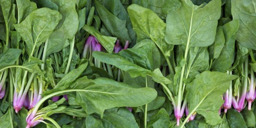 Adli Bilimciler Derneği "Ispanak Kaynaklı Zehirlenmeler" Üstüne Bildiri Yayınladı