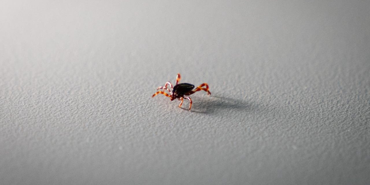 Tokat'ta 2 Kişi KKKA Hastalığı Teşhisiyle Tedavi Görüyor