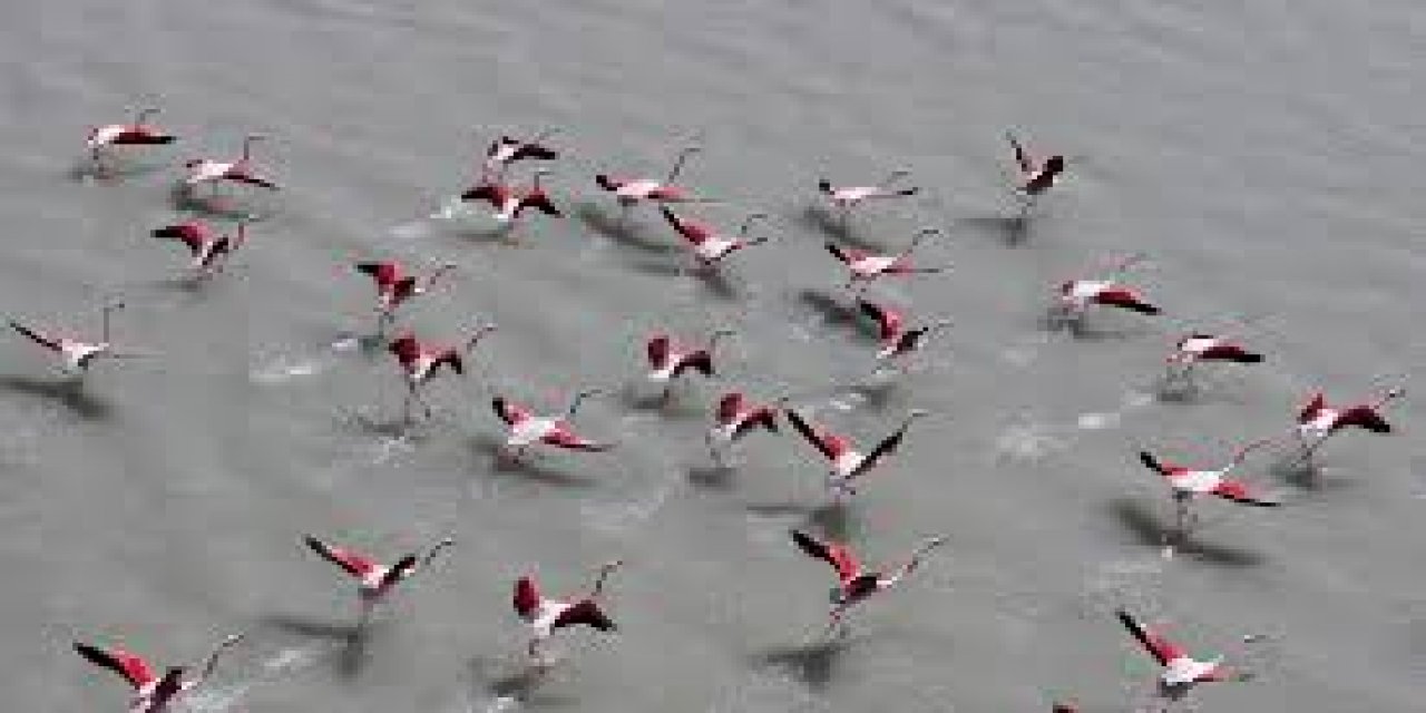 Son Yağışlarla Su Tutan Seyfe Gölü'nde Kuşlar Yeniden Konaklamaya Başladı