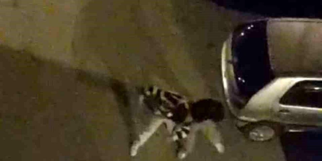 Bursa'da Sokak Ortasında Boks Ringlerini Aratmayan Kavga Kamerada