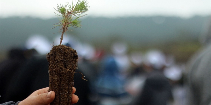 Fidan Dikimi Rekoru İçin Geri Sayım