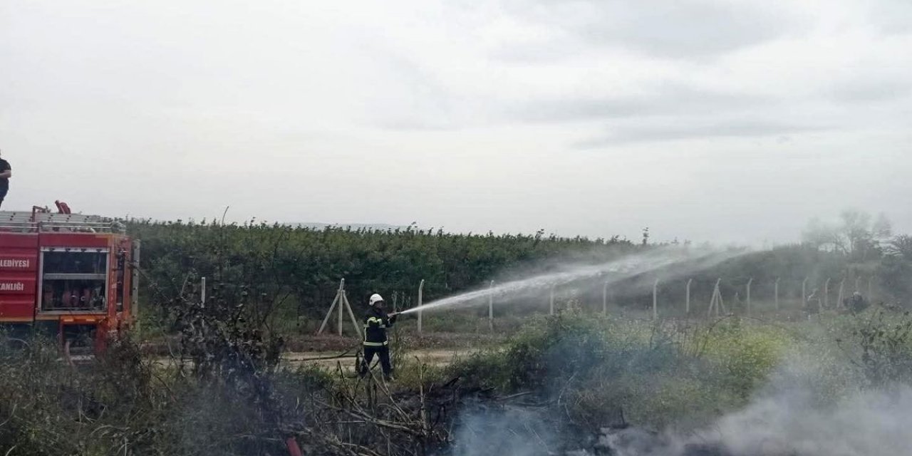 Hassa'da Zeytinlik Yangını