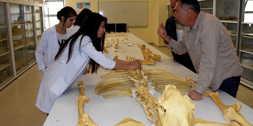 Kırşehir'de Bulunan Milyon Yıllık Fosiller Dünya Literatürüne Kazandırılacak