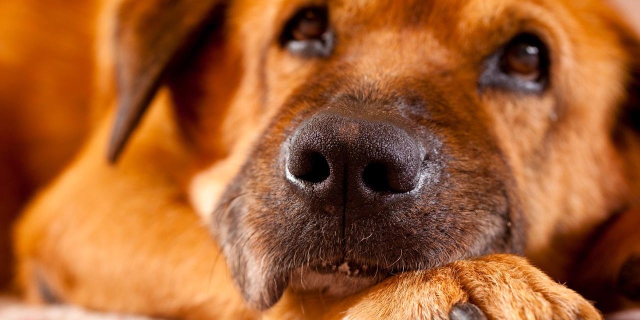 Yaralı Köpeklerle Bağış Toplama Dolandırıcılığı İfşa Oldu