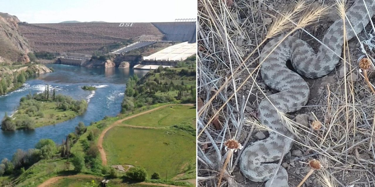 Bolu'dan Sonra Elazığ’da Da Görüldü! Bir Isırığı Öldürüyor
