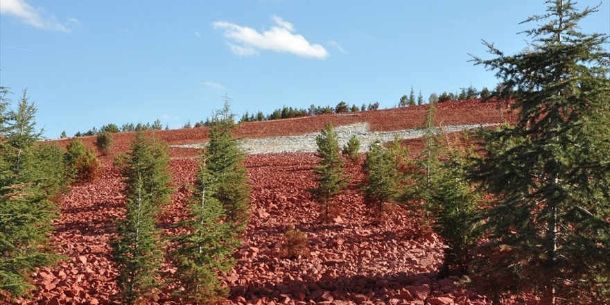 Bakan Pakdemirli: Geleceğe Nefes'te Sahiplenilen Fidan Sayısı 13 Milyona Ulaştı