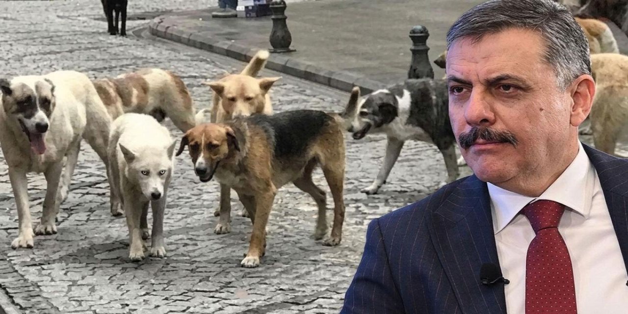 Bakan Çiftçi: Sokak Hayvanlarının Tamamını Eylül-Ekim Aylarında Toplamayı Hedefliyoruz