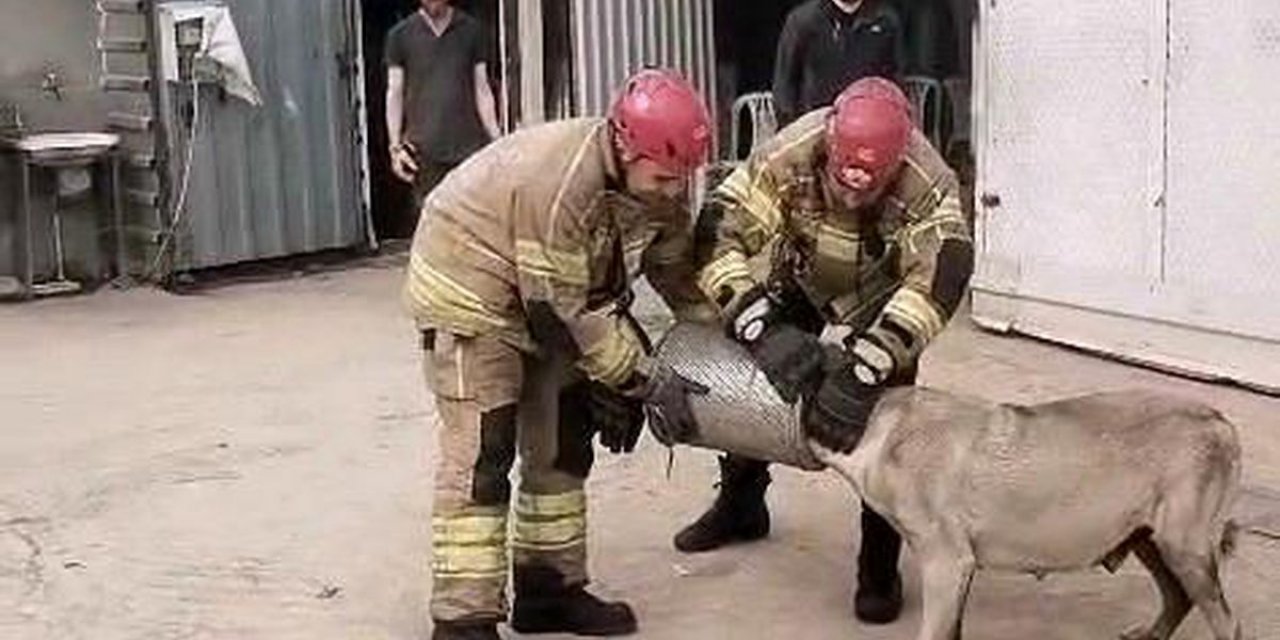 Gebe Sokak Köpeği İş Makinesi Filtresinden Kurtarıldı