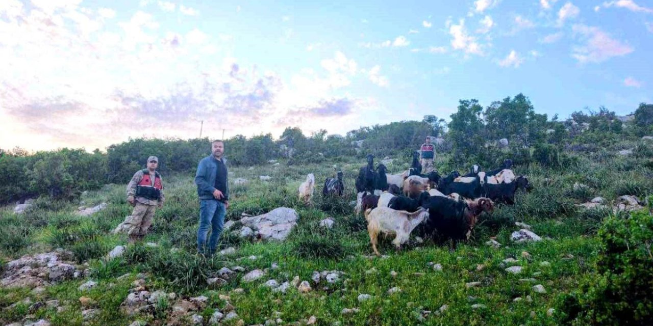 Kilis'te Kayıp 90 Küçükbaş Hayvan Bulundu