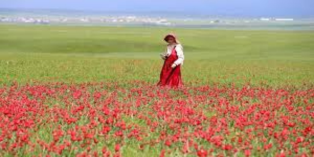Yayılış Alanı Daralan Muş Lalesi Bilim İnsanlarının Takibinde
