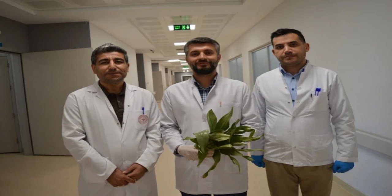 Mardin'de Ot Zehirlenmesi: Bilinmeyen Bitkiler Hayatınıza Mal Olabilir