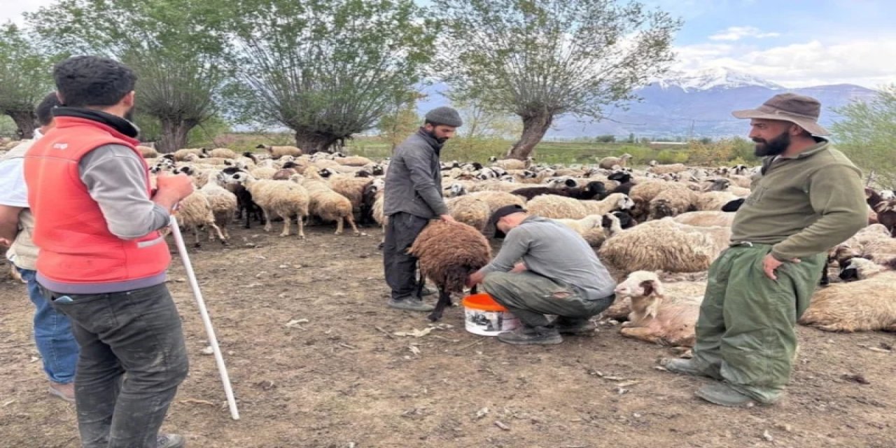 Türkiye'de Afganistan'dan Gelen Çobanlar İşe Başladı