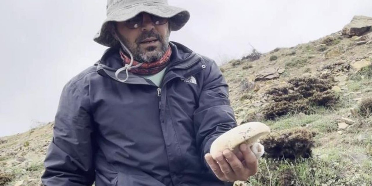 2 Bin Rakımda Yetişen Çaşır Mantarı Altınla Yarışıyor