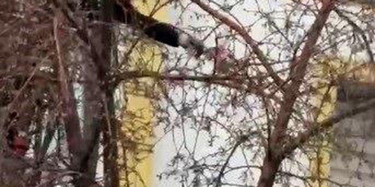 Güvercin İtfaiye Ekiplerince Kurtarıldı